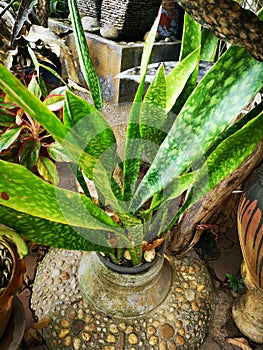 Sansevieria trifasciata, Dracaenaceae, leavesÃ¢â¬â¹ plantaeÃ¢â¬â¹ Ã¢â¬â¹ photo